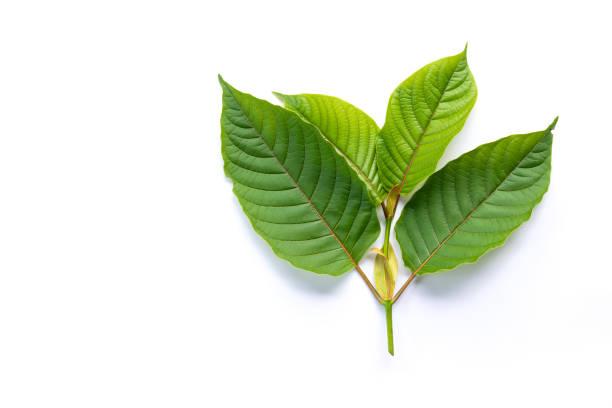 Top Kratom Vendors for High-Quality Green Malay Strains