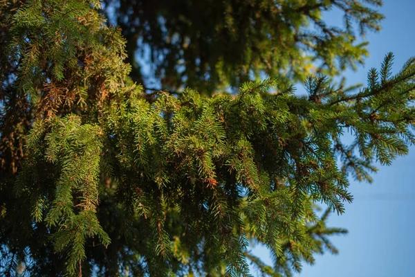 Expert Tree Trimming Cedar Park Services for Healthy Trees