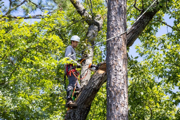Tree Wise Men LLC Offers Top-Rated Tree Pruning and Cutting Services