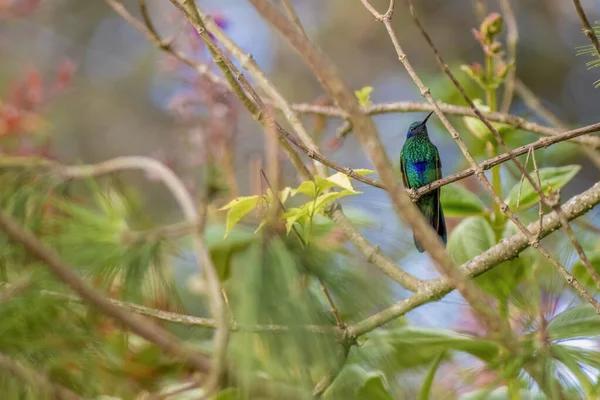 Step-by-Step Instructions to Start Live Kolibri Streaming