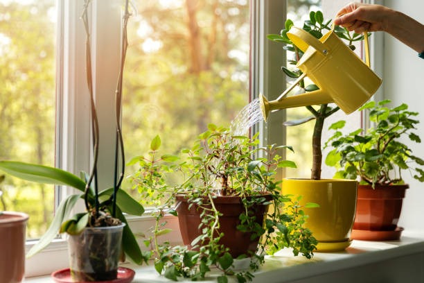 Embracing Sustainability: Building Your Own Compost Systems